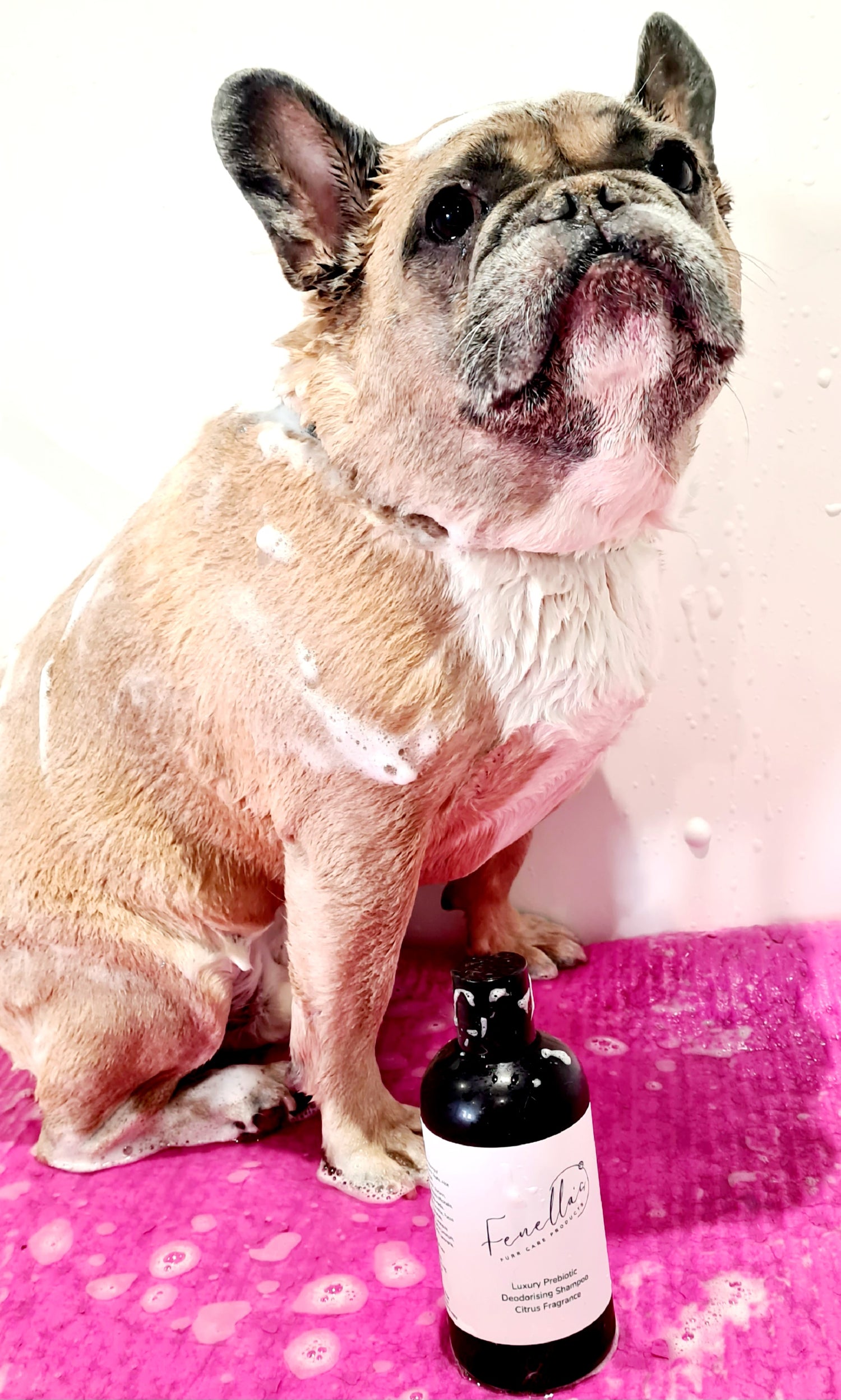How to Use Shampoo Correctly on Your Dog: A Step-by-Step Guide