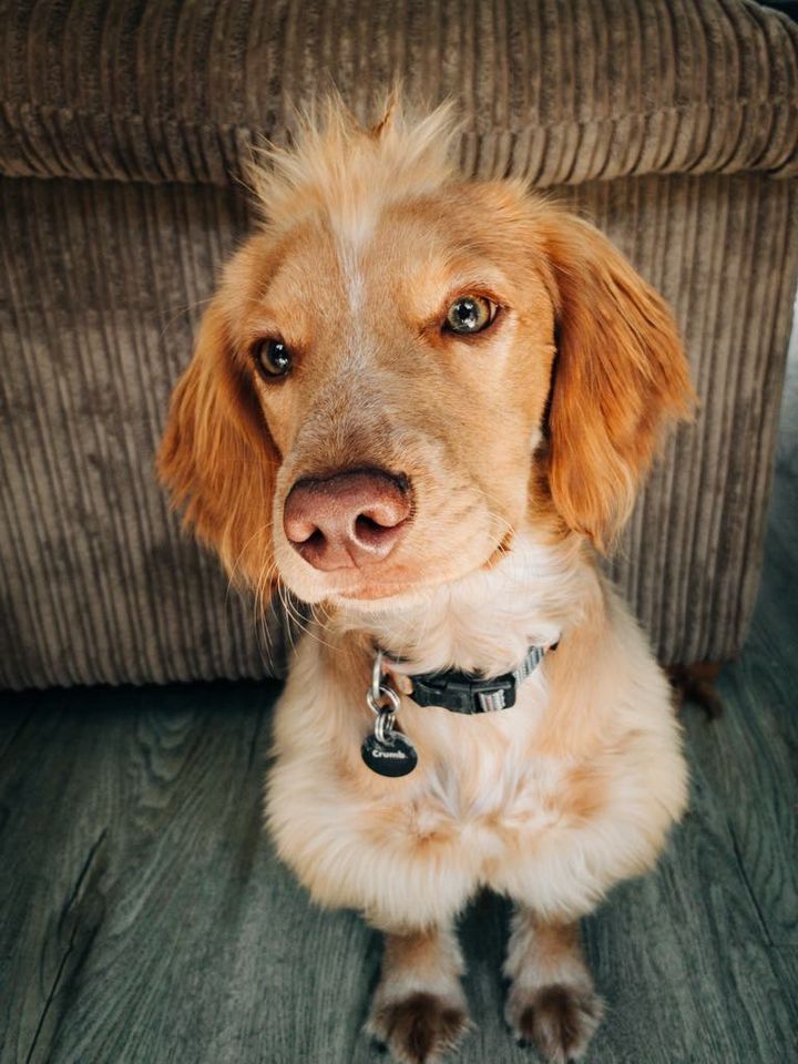 Protect Your Pup This Halloween: Hidden Dangers to Watch Out For